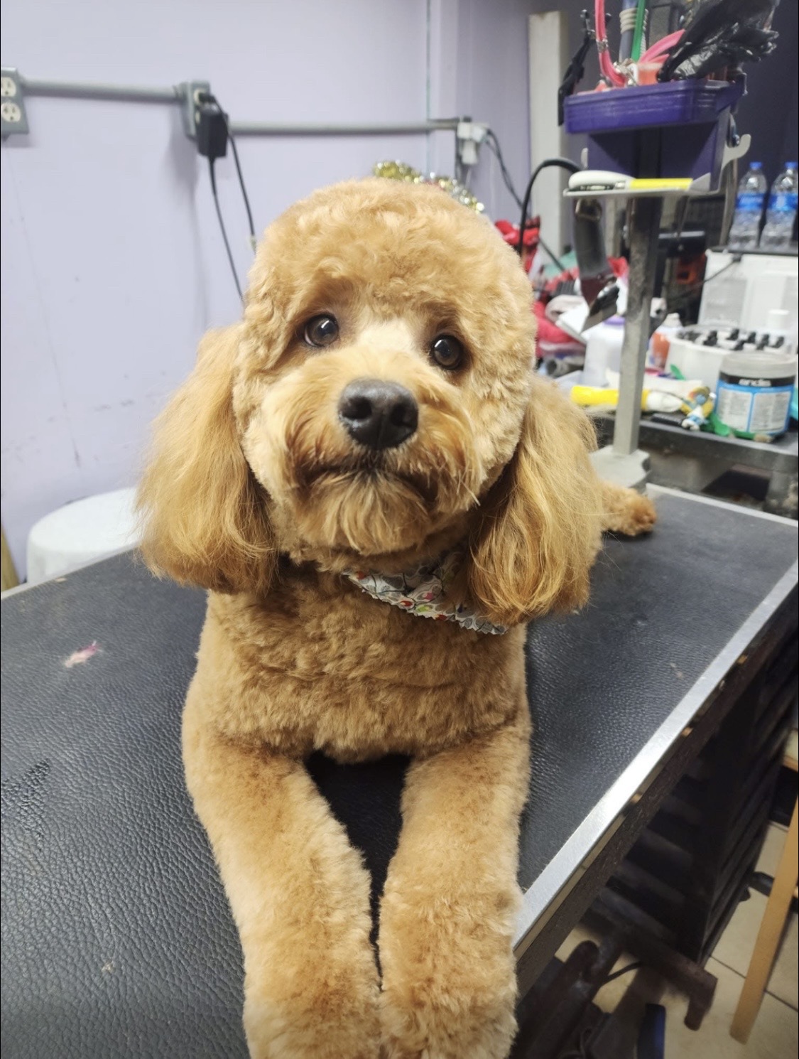Freshly groomed dog after professional grooming at Affordable Doggie Laundry