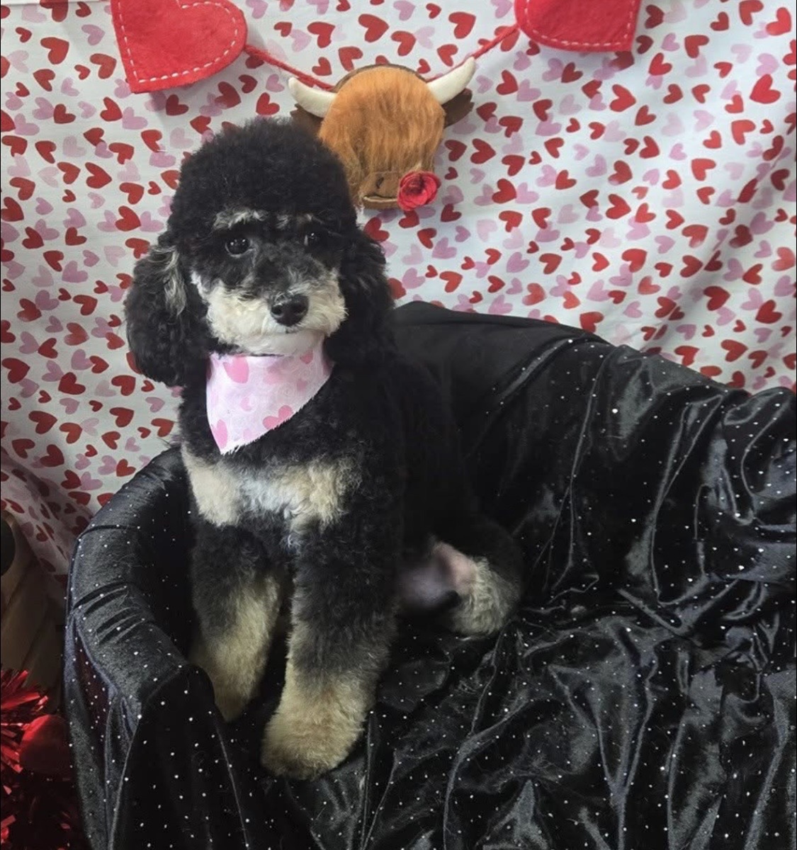 Dog on a chair after grooming service