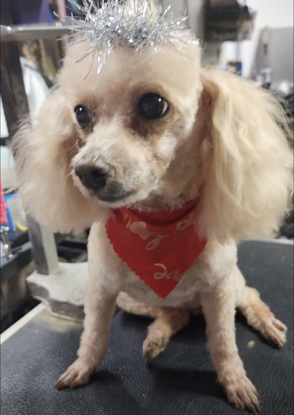 Perfectly groomed small dog